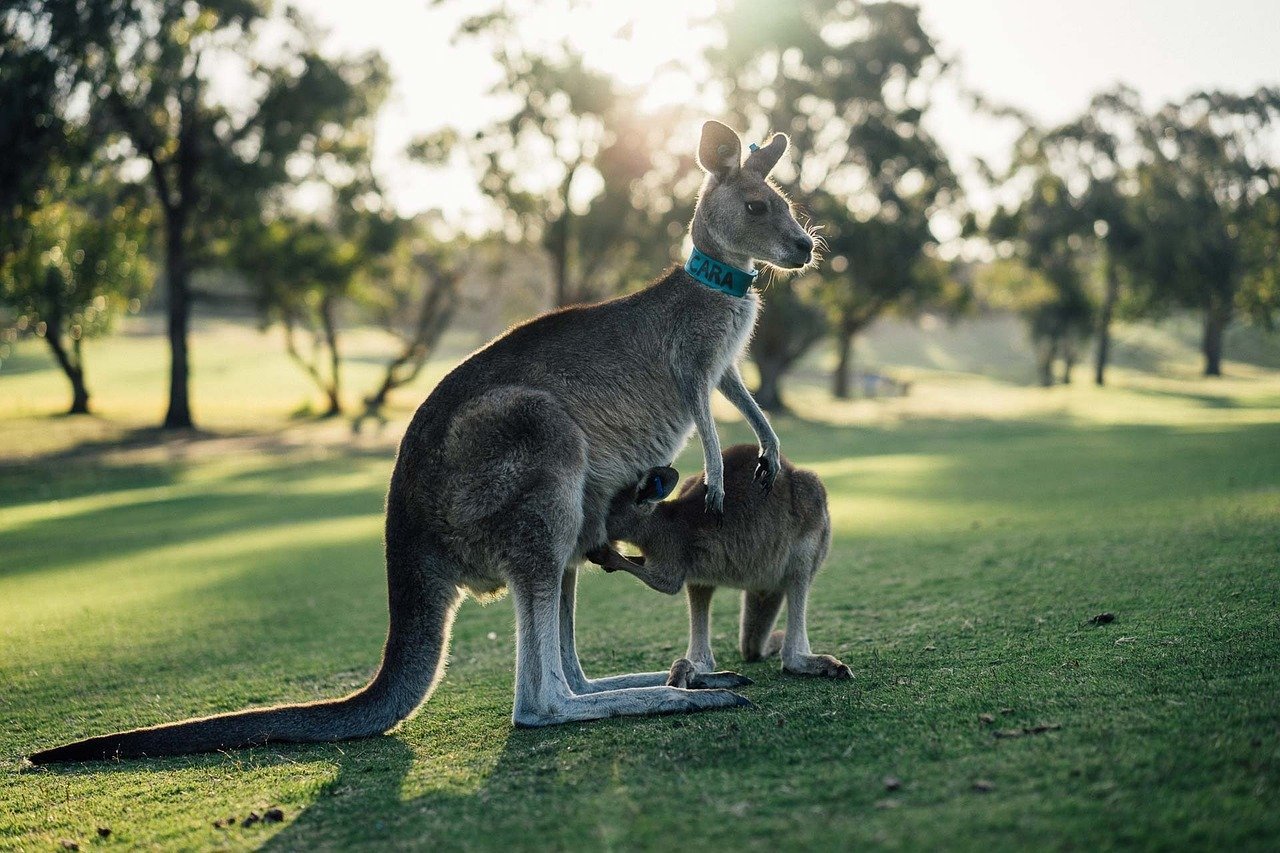 australia, kangaroo, outback