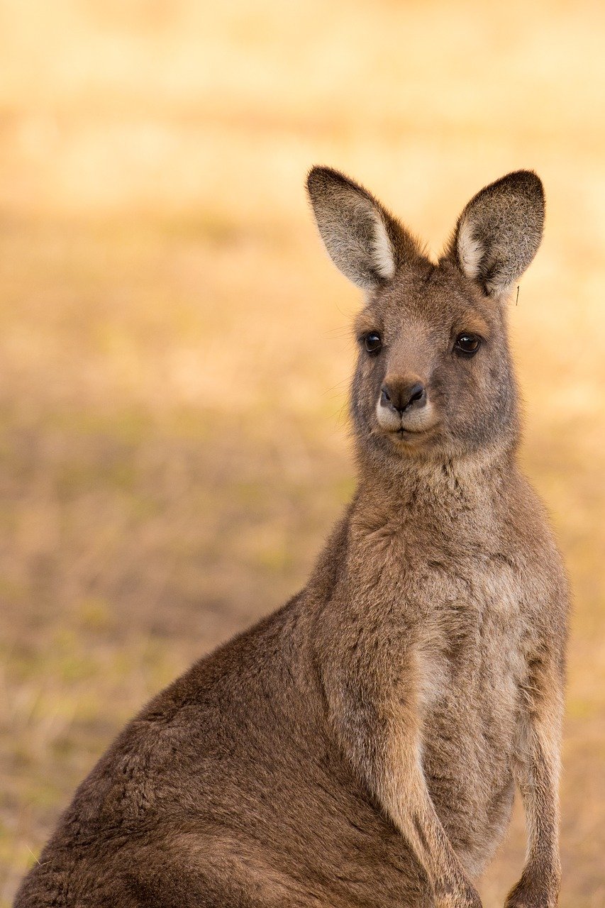 kangaroo, marsupial, mammal