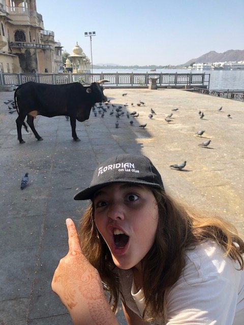 Lilly cow Udaipur 2018