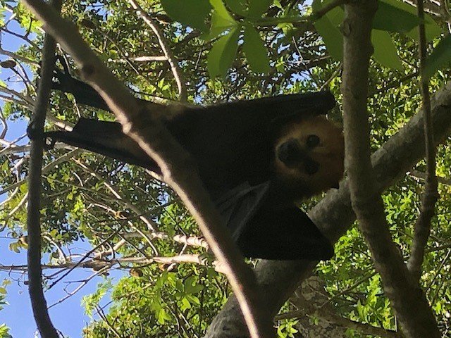 monkeys