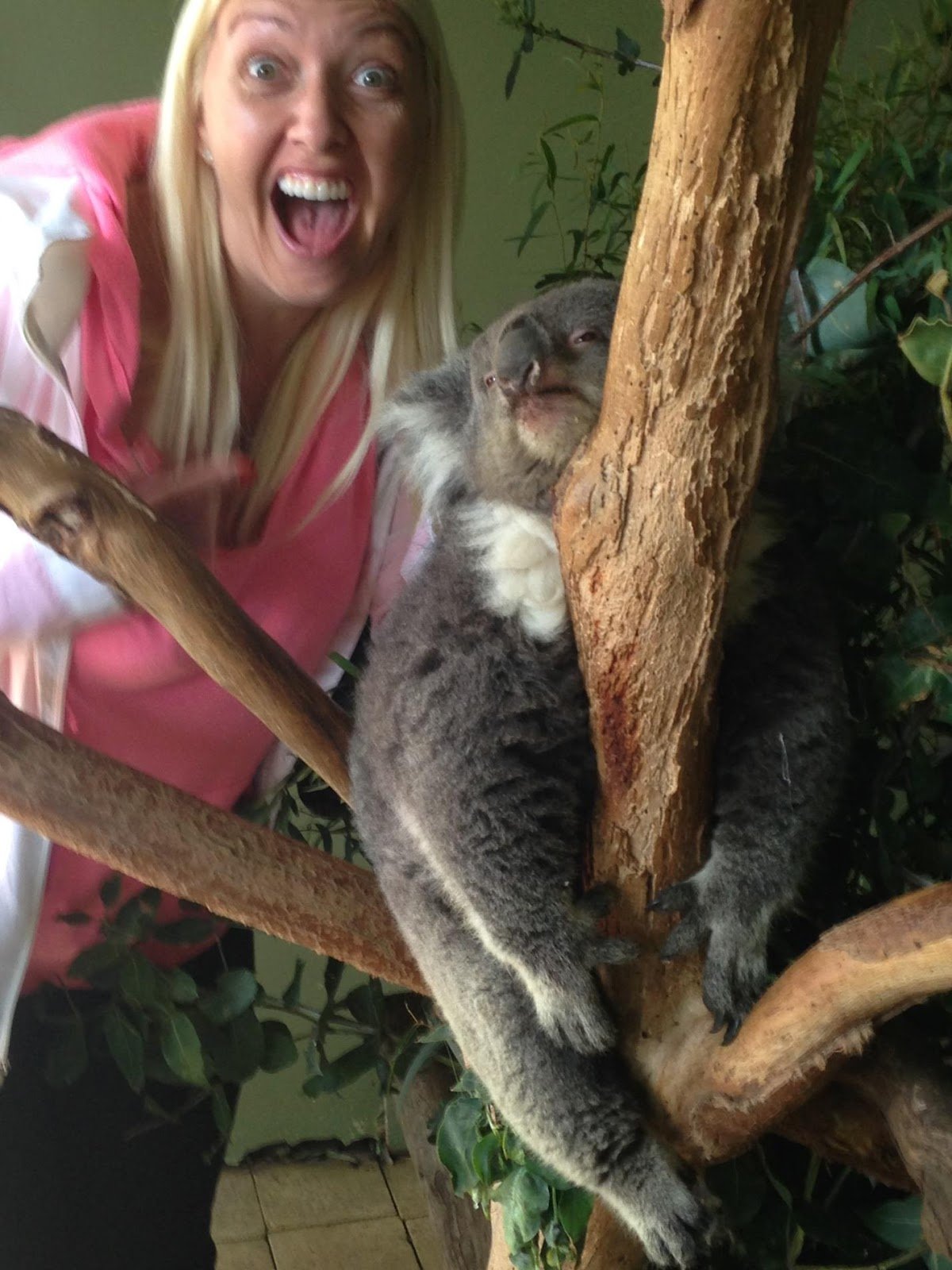 koala